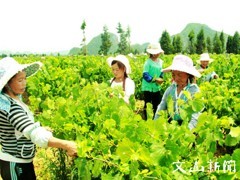 保山云南葡萄套袋 聊城云南葡萄套袋廠家圖片|保山云南葡萄套袋 聊城云南葡萄套袋廠家產品圖片由山東聊城眾誠紙業公司生產提供-